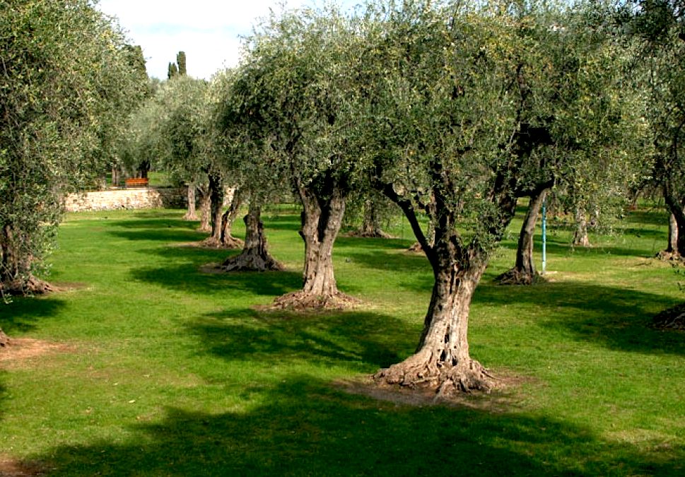 Jardin des Arènes : Un havre pour l’été