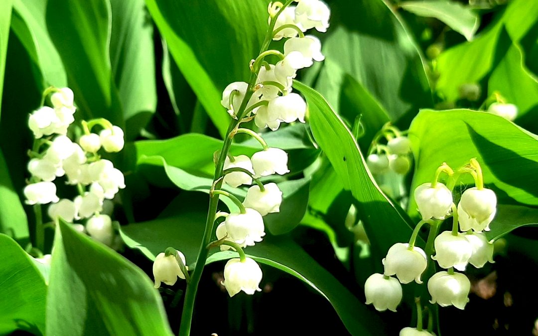 1er mai : Le muguet « déconfiné »